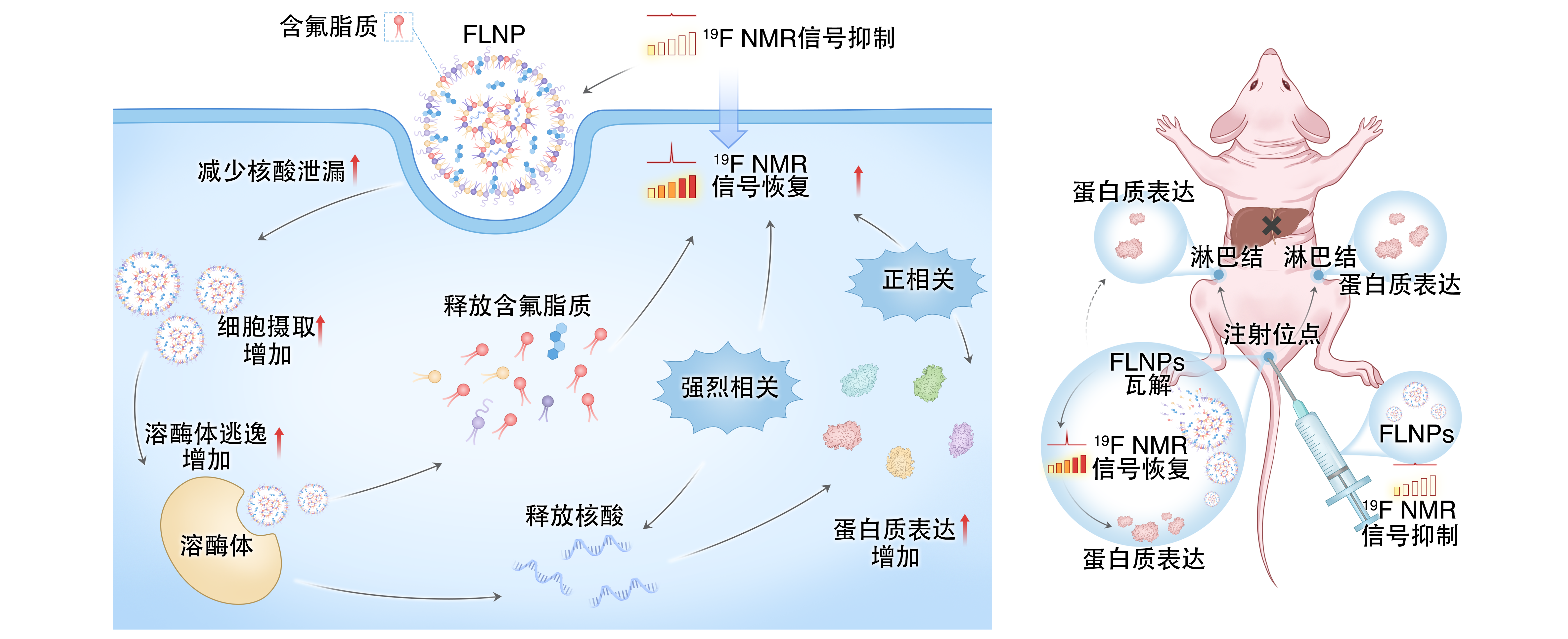 让 mRNA 在体内“看得见” 尊龙凯时人生就是搏在mRNA疫苗递送研究方面取得重要进展